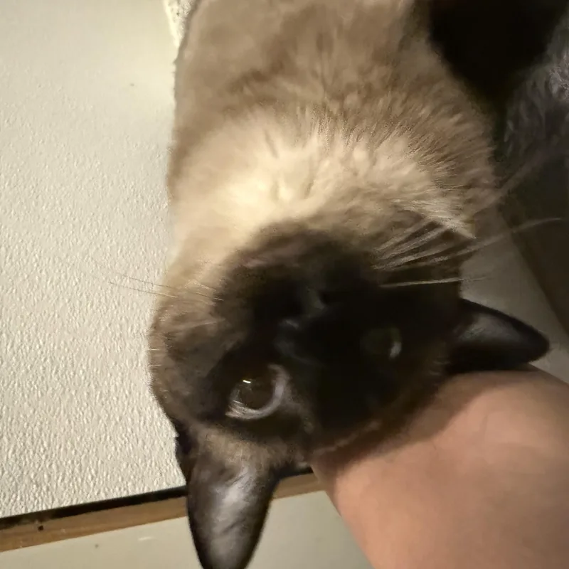 A young medium-sized female Siamese cat named Dominica And Marino for adoption in Pomona, CA