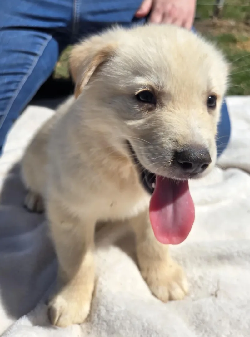 A baby medium-sized male Anatolian Shepherd dog named Jameson   $ for adoption in Milwaukee, WI