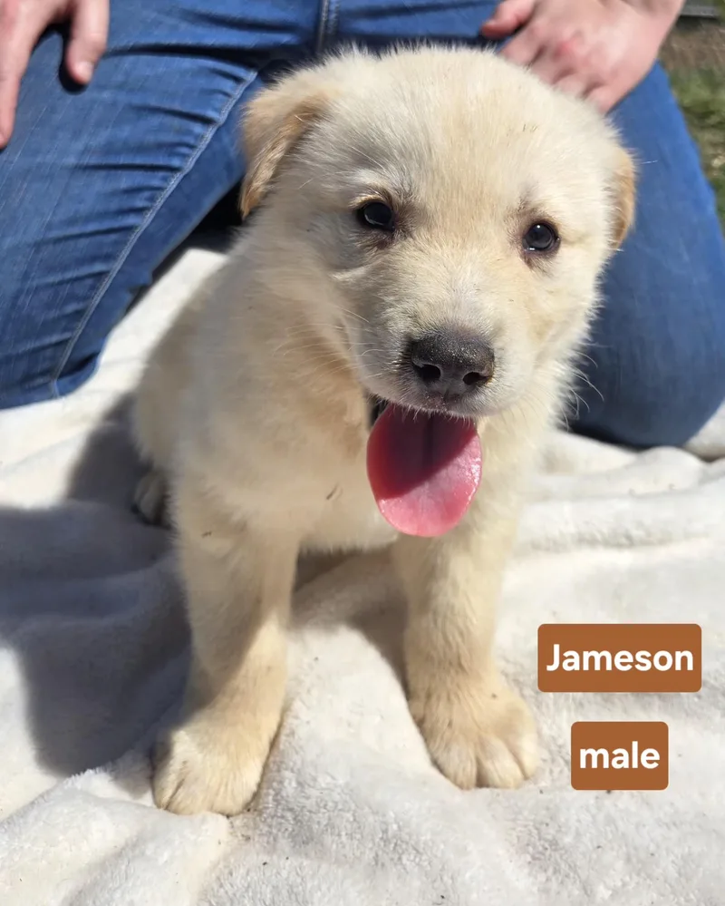 Jameson   $ thumbnail 3