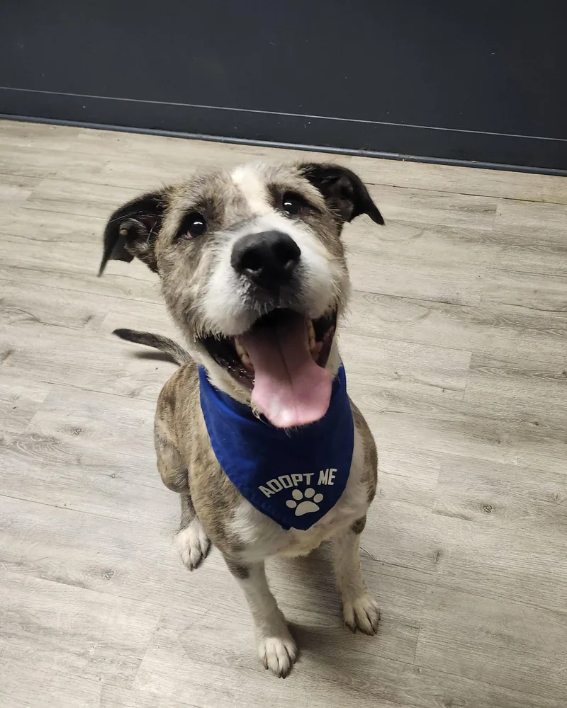 An adult large-sized male Brown / Chocolate Boxer dog named Colander for adoption in Mansfield, OH