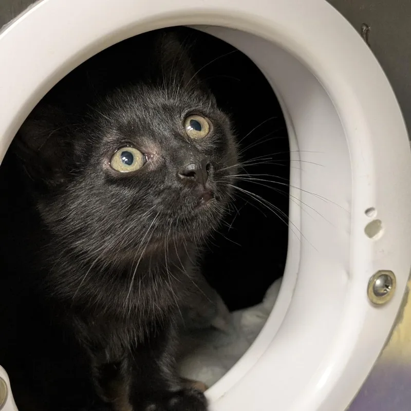 A baby small-sized male Black Domestic Short Hair cat named Bowser for adoption in South Burlington, VT