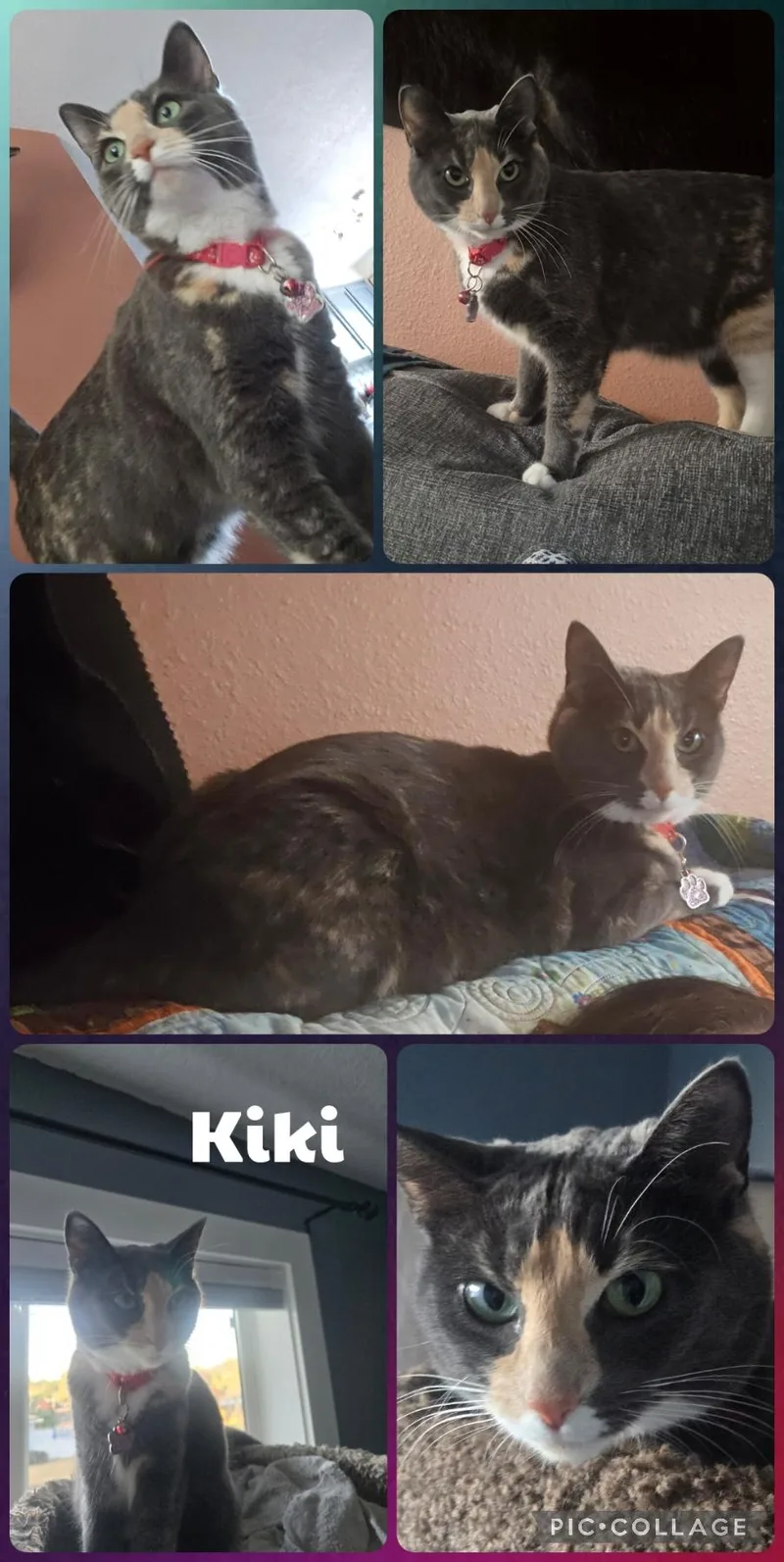An adult medium-sized female Dilute Calico Domestic Short Hair cat named Kiki for adoption in Newberg, OR