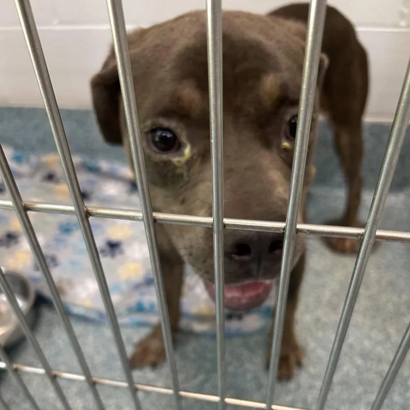 An adult medium-sized male Gray / Blue / Silver Pit Bull Terrier dog named Bessemer for adoption in Greensboro, NC