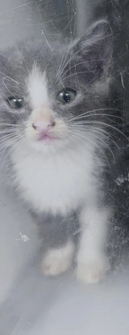 A baby small-sized male Domestic Short Hair cat named Pickled Eggs for adoption in Daytona Beach, FL