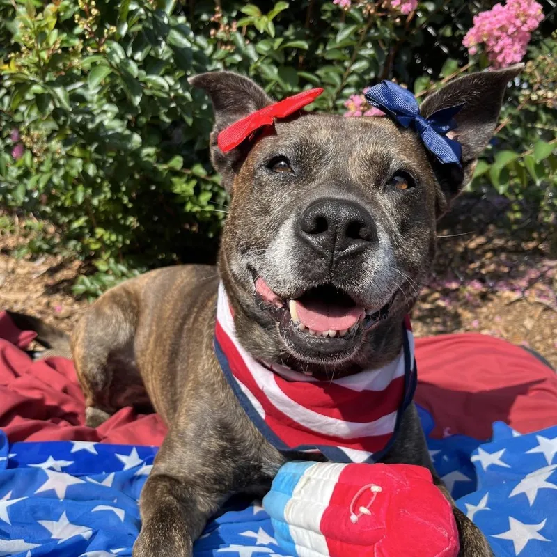 An adult medium-sized female Brindle Pit Bull Terrier dog named Taylor for adoption in Covington, GA
