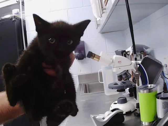 A baby small-sized female Domestic Short Hair cat named Misty for adoption in Charlotte, NC