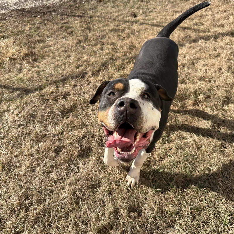 Dirty Dan thumbnail 2