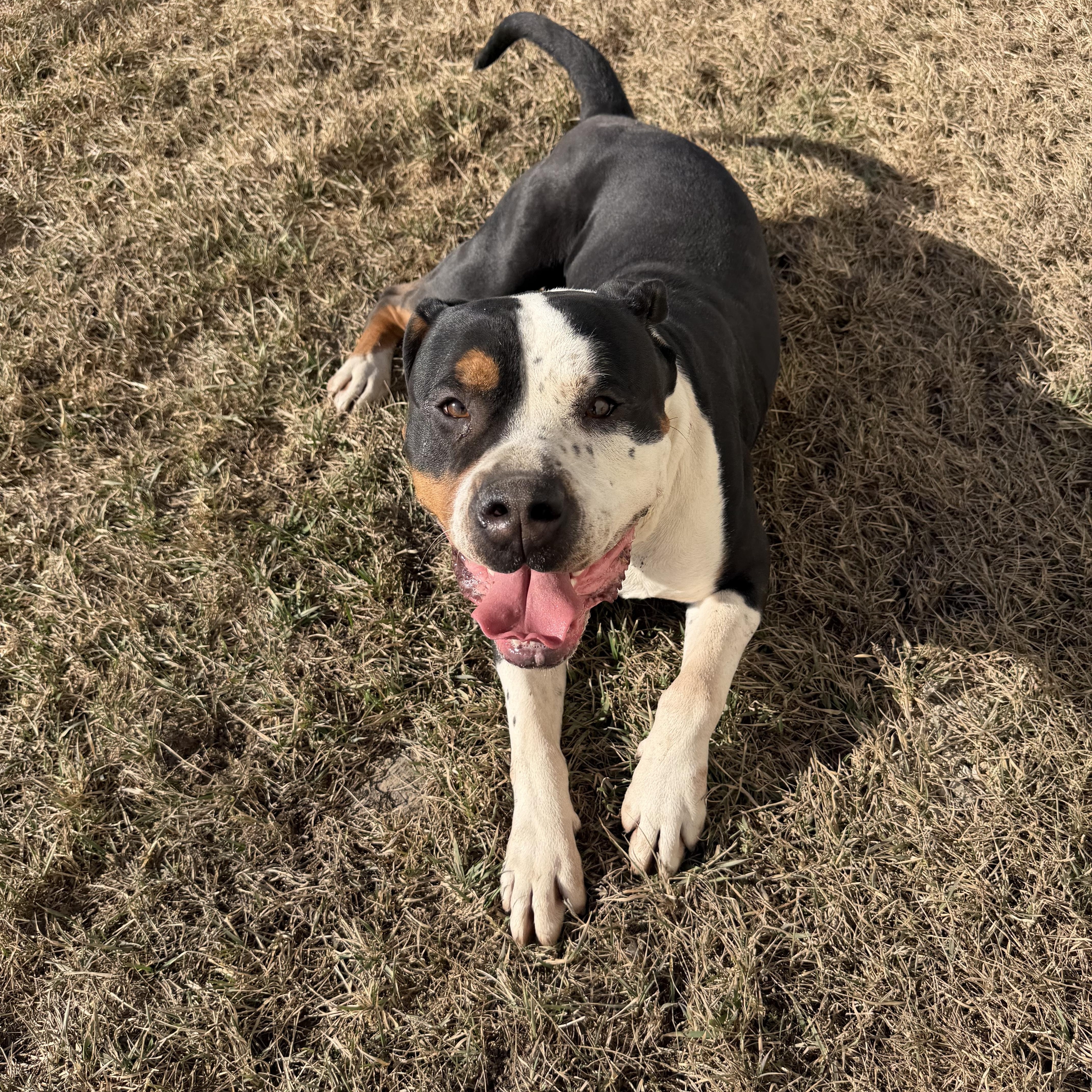 Dirty Dan thumbnail 3