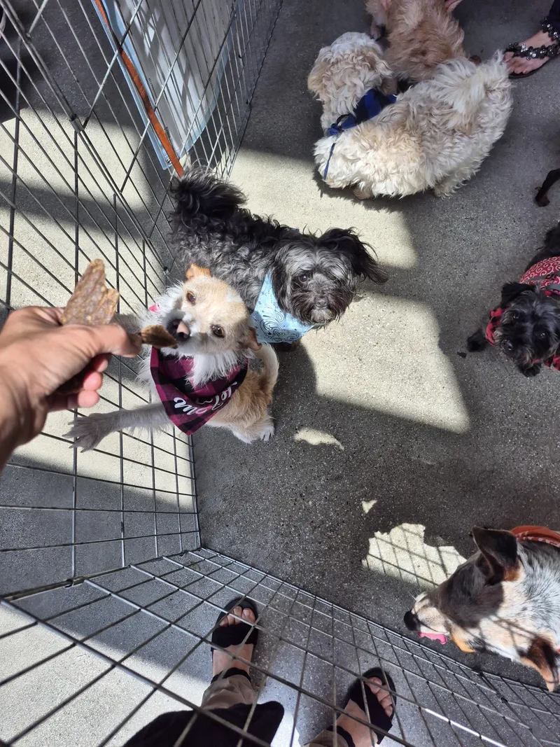 Benjamin Button Maltipoo And