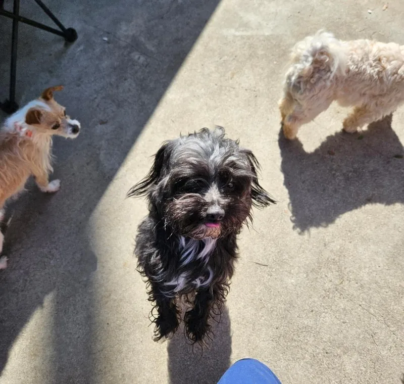 Benjamin Button Maltipoo And thumbnail 3