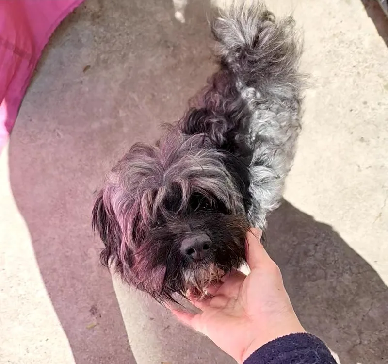 Benjamin Button Maltipoo And thumbnail 4