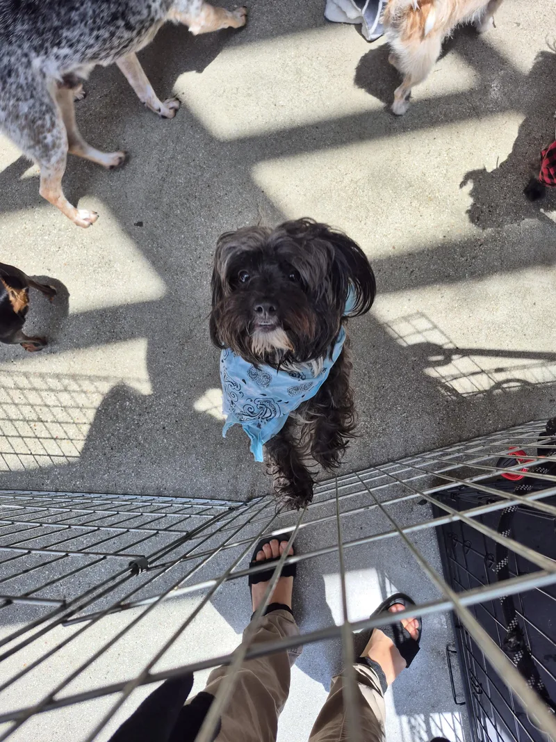 Benjamin Button Maltipoo And thumbnail 5