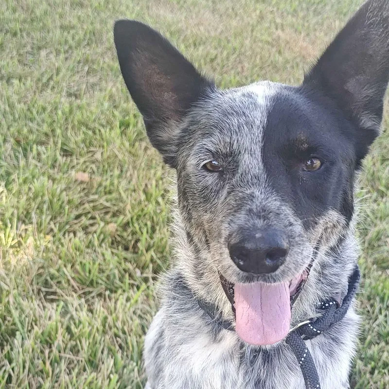 A senior medium-sized male Gray / Blue / Silver Australian Cattle Dog / Blue Heeler dog named Mick for adoption in Beaumont, TX