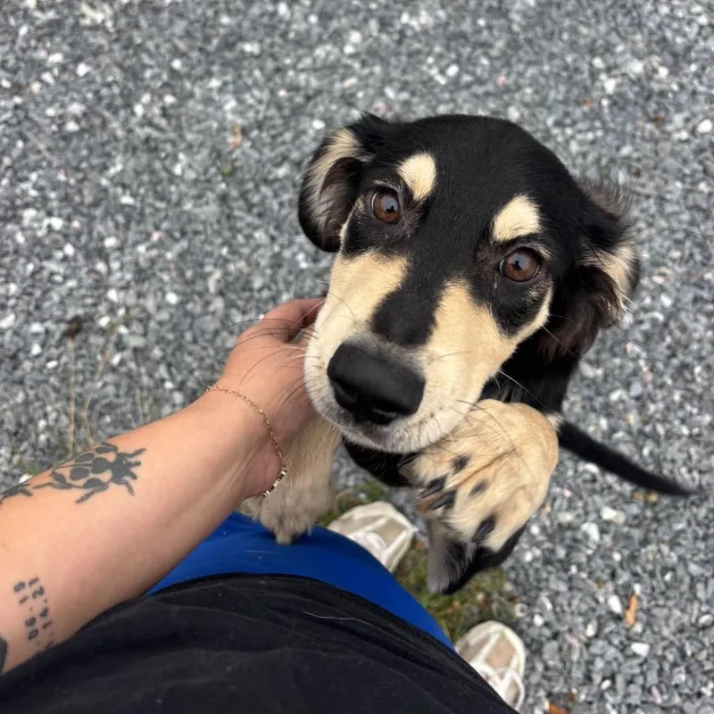 A baby medium-sized female Spaniel dog named Miley for adoption in Pasadena , MD