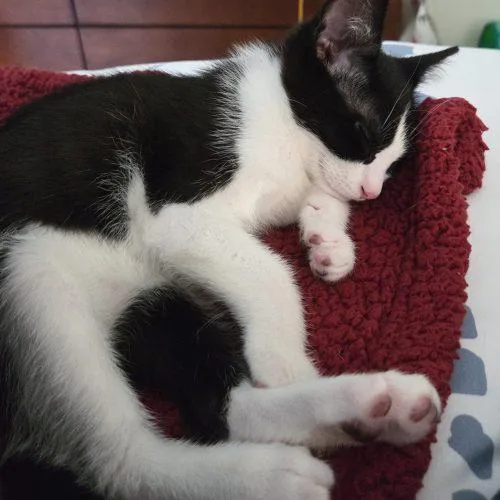 A baby small-sized male Domestic Short Hair cat named Eddy for adoption in Fishers, IN