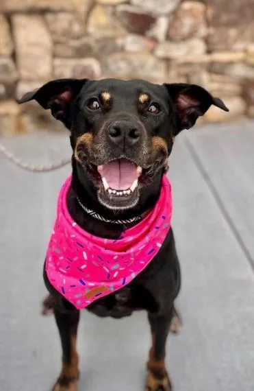 An adult medium-sized female Rottweiler dog named Velveta for adoption in Charlotte, NC