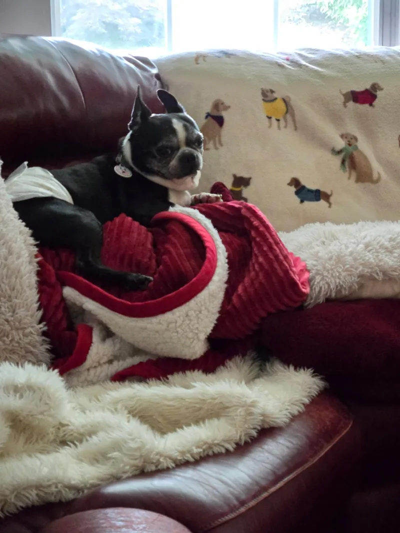 A senior medium-sized male Boston Terrier dog named Matcha for adoption in Knoxville, TN