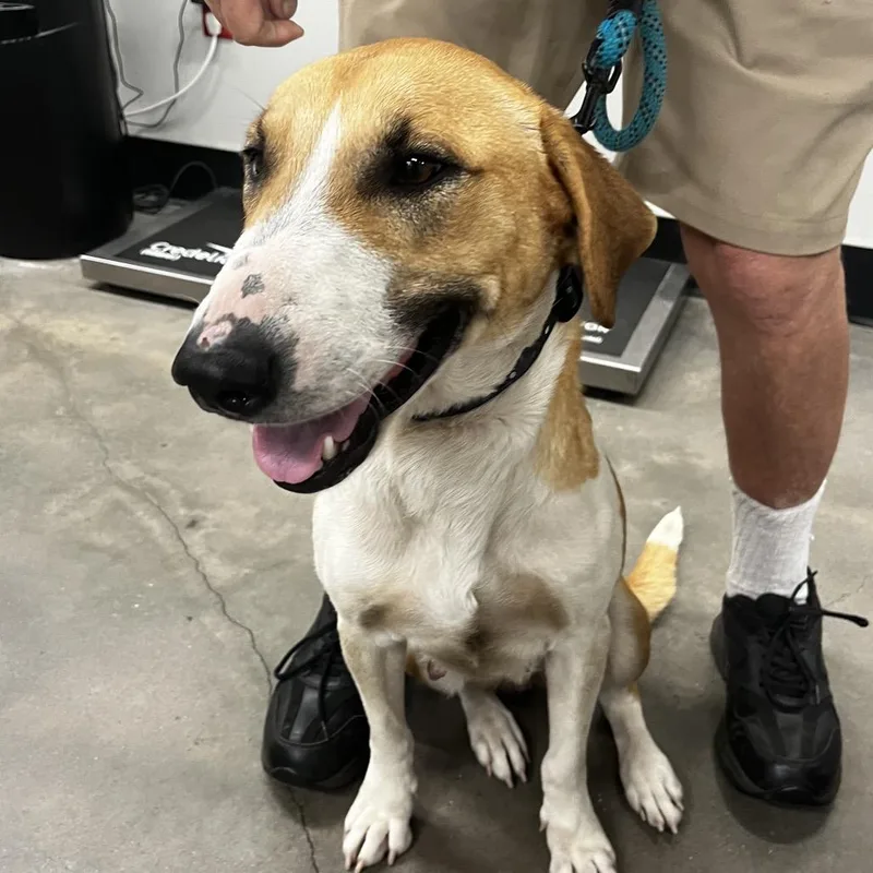 An adult medium-sized female Yellow / Tan / Blond / Fawn Hound dog named Whisper for adoption in Tampa, FL