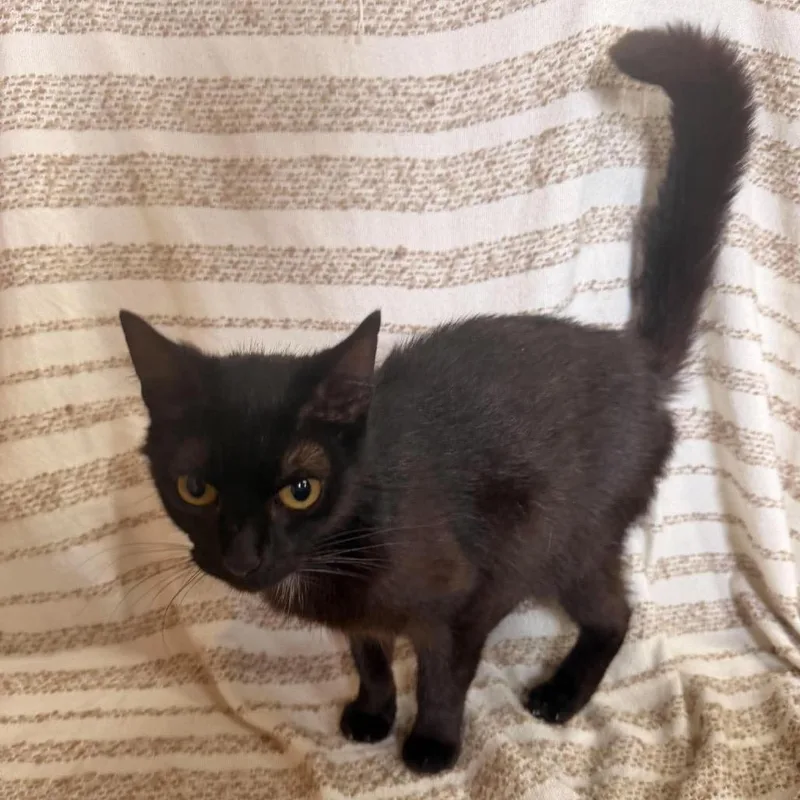 An adult medium-sized female Black Domestic Short Hair cat named Speckle for adoption in Morganfield, KY