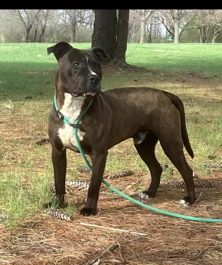 An adult medium-sized male Brown / Chocolate Pit Bull Terrier dog named Alpine for adoption in Springfield, IL