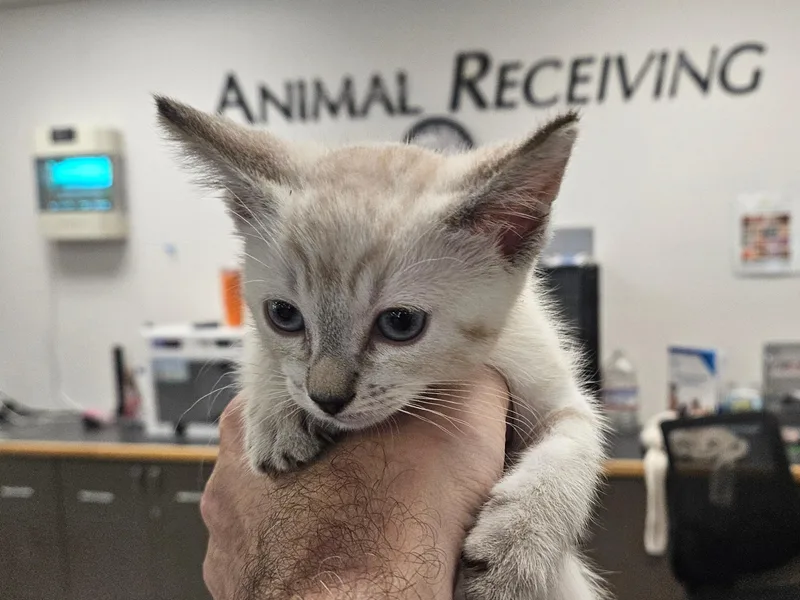 A baby small-sized male Domestic Short Hair cat named Leo for adoption in Van Nuys, CA
