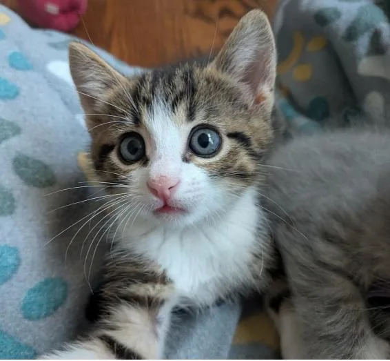 A baby medium-sized male Tabby (Brown / Chocolate) Domestic Short Hair cat named Troy for adoption in oceanside, CA
