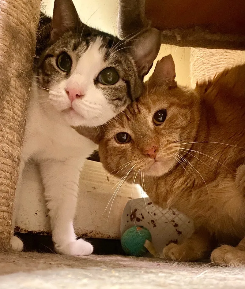 Sweetness thumbnail 2