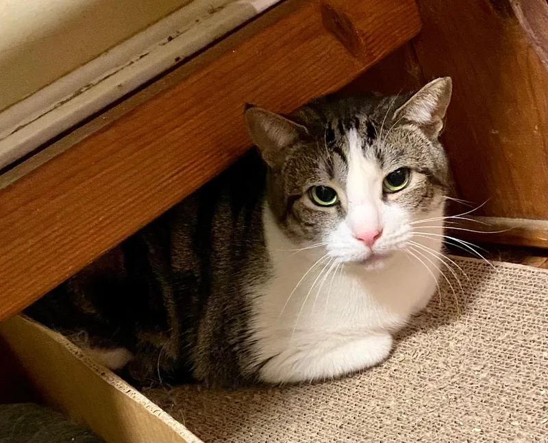 Sweetness thumbnail 4