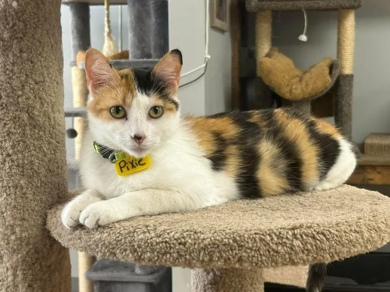 An adult medium-sized female Calico Domestic Short Hair cat named Pixie for adoption in Momence, IL