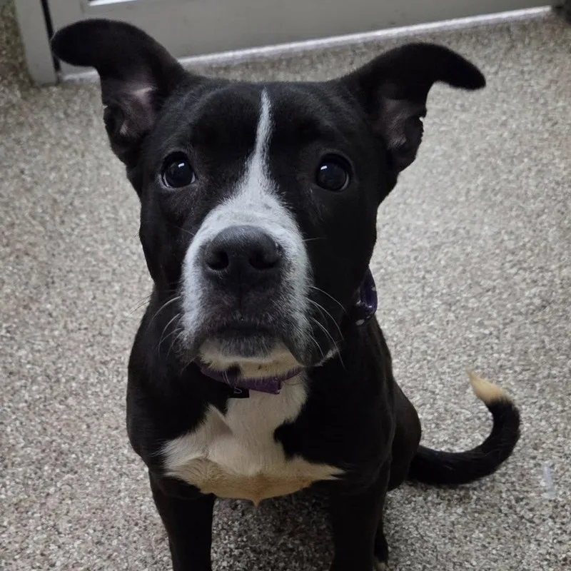 An adult medium-sized female Black Pit Bull Terrier dog named Athena for adoption in Martinsburg, WV