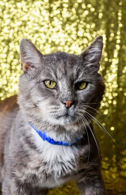 A senior medium-sized male Domestic Short Hair cat named Ray for adoption in Yakima, WA