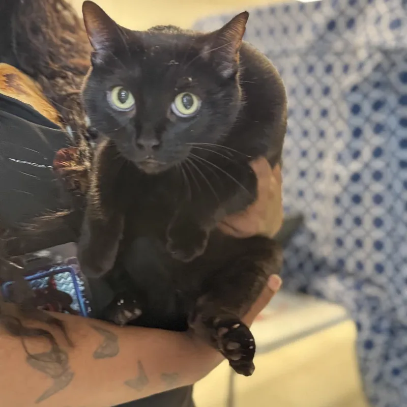 A senior large-sized female Black Domestic Short Hair cat named OdetteC for adoption in East Saint Louis, IL