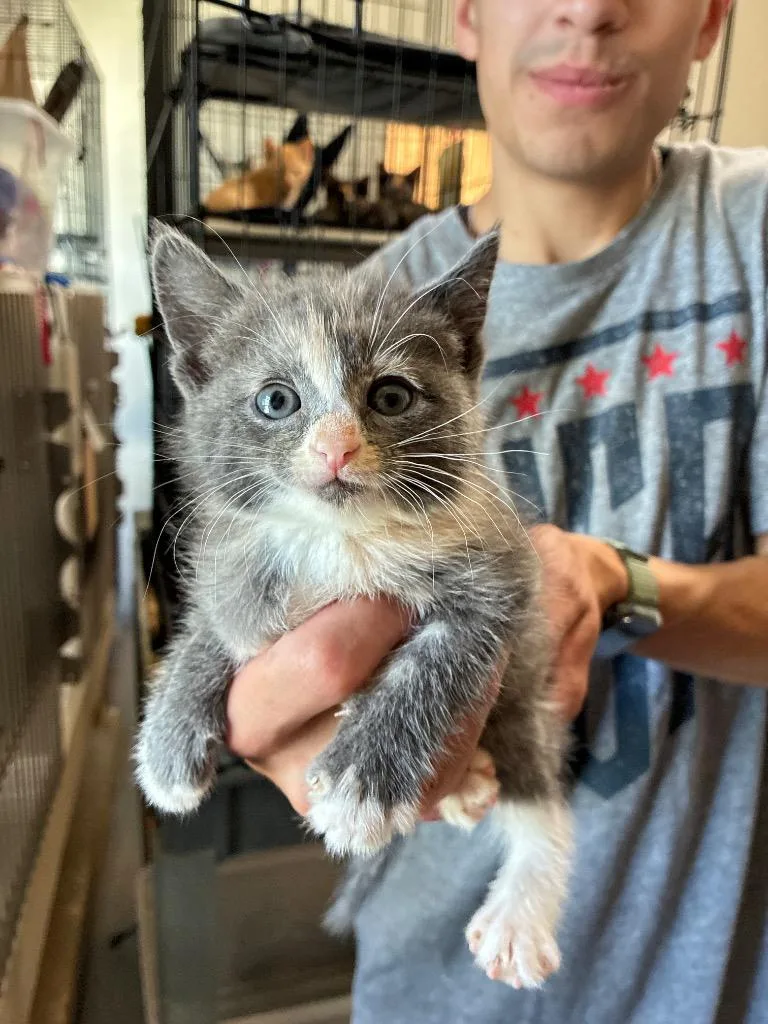 A baby medium-sized female American Shorthair cat named Tink for adoption in Thompson Falls, MT