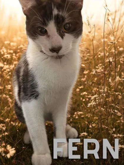 A young medium-sized male Gray & White Domestic Short Hair cat named Fern for adoption in Orleans, VT