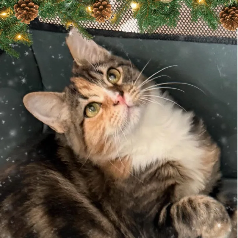 Pepper thumbnail 3
