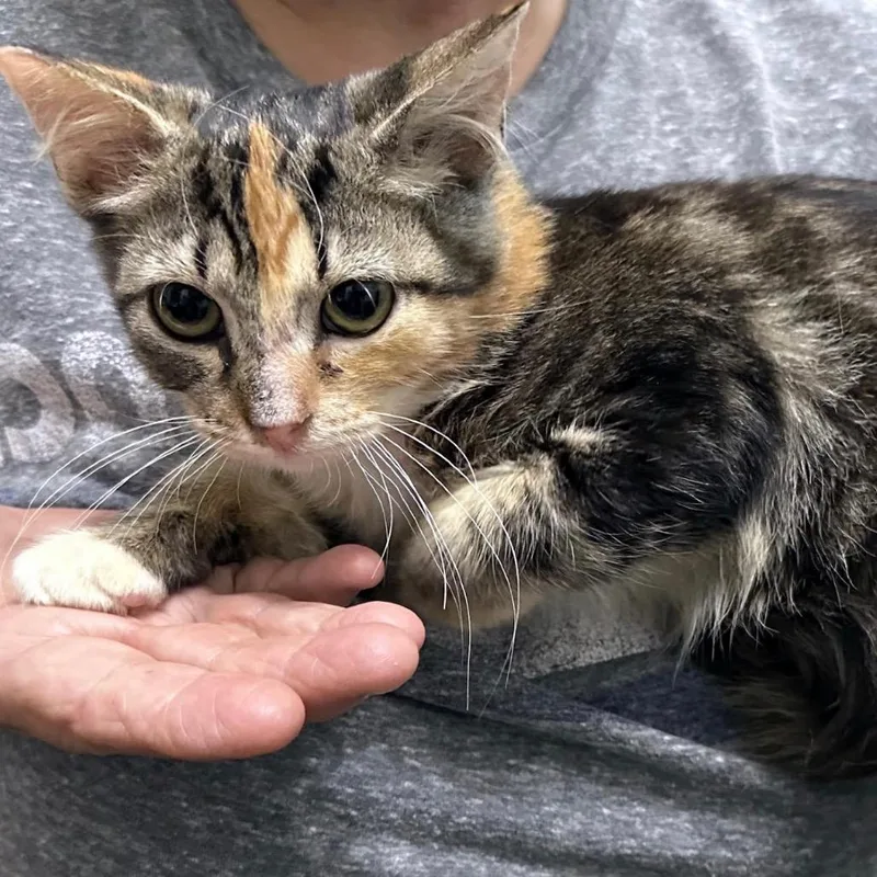 Pepper thumbnail 4