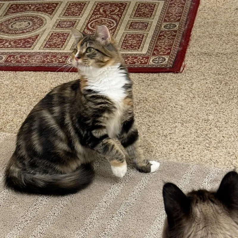 Pepper thumbnail 6