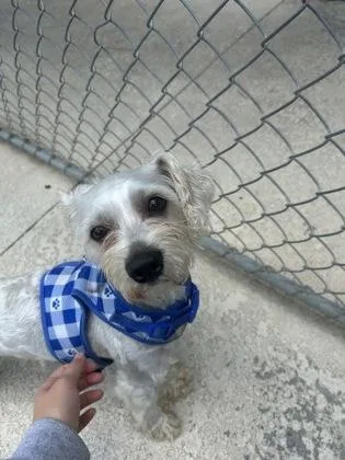 An adult small-sized male Terrier dog named A Steve for adoption in North Charleston, SC