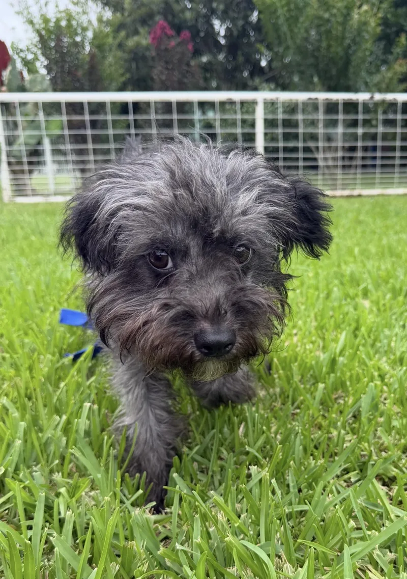 A young small-sized female Shih poo dog named Heiress for adoption in Louise, TX