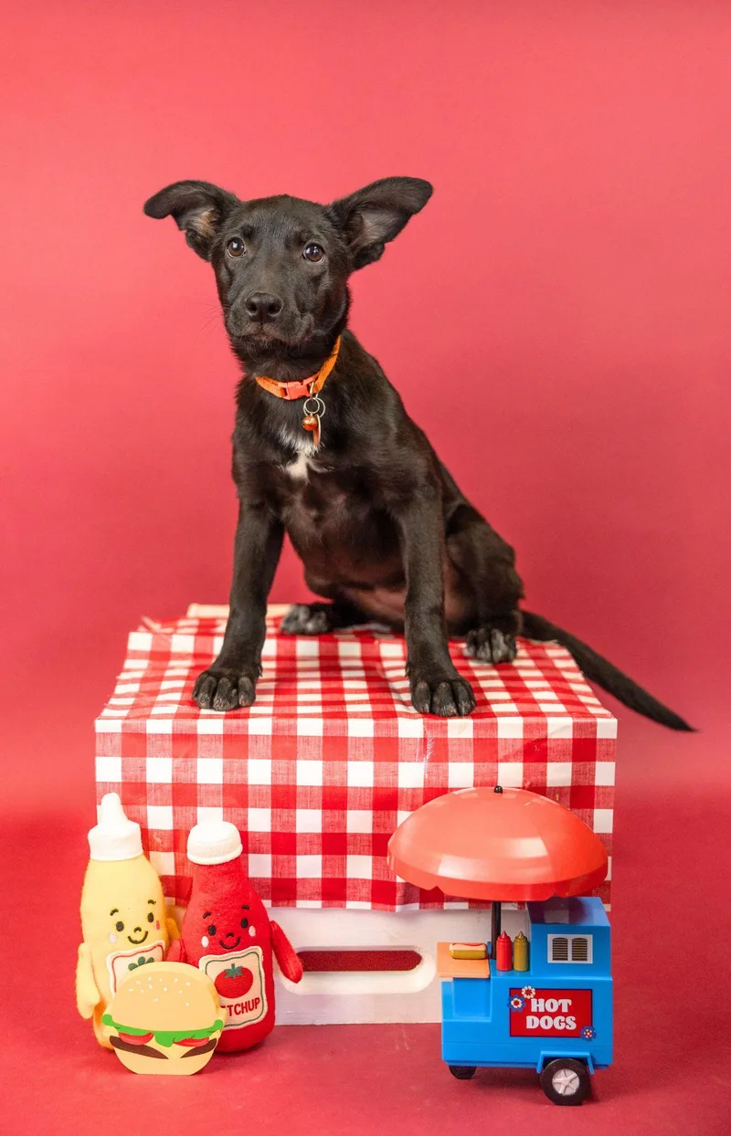 A baby medium-sized female Labrador Retriever dog named 572-26 for adoption in Brighton, CO