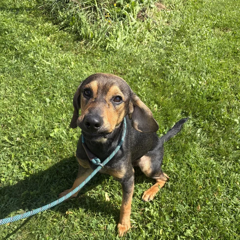 A young medium-sized male Black Hound dog named Jonah for adoption in Seneca, PA