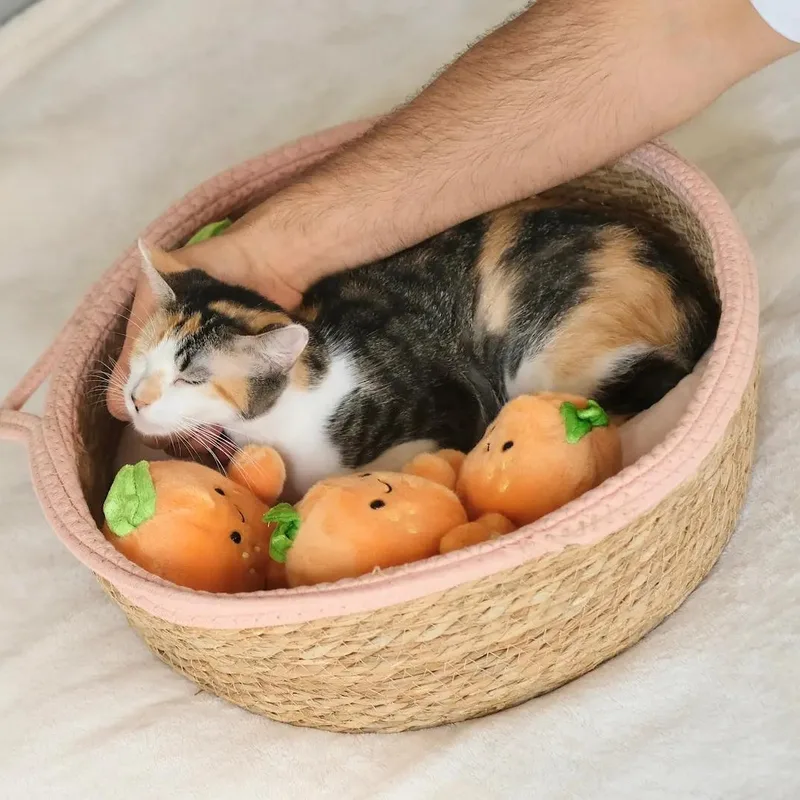 A baby small-sized female Calico cat named Apricot for adoption in Miami, FL