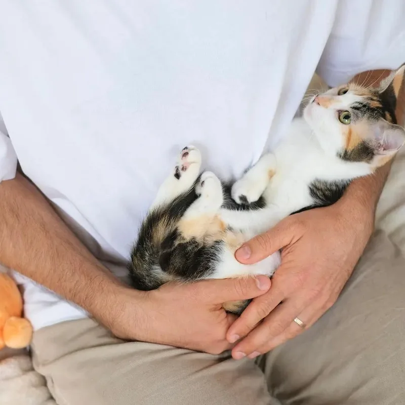 Apricot thumbnail 2