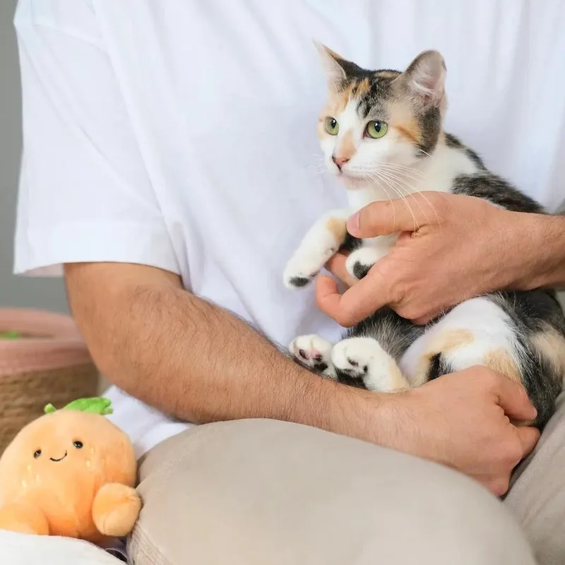 Apricot thumbnail 3