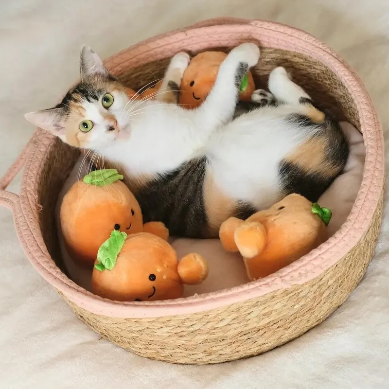Apricot thumbnail 4