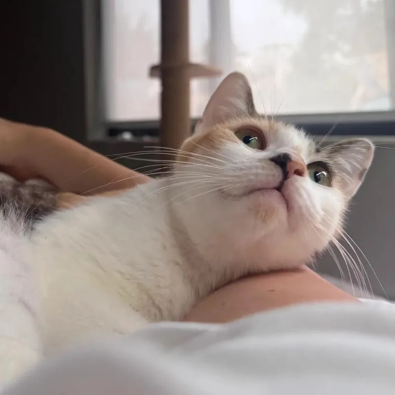 Apricot thumbnail 5