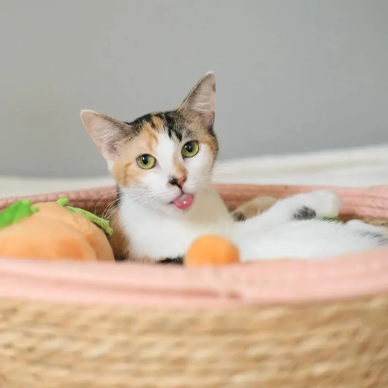 Apricot thumbnail 6