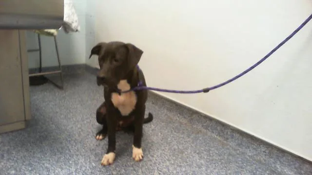 A young large-sized male Pit Bull Terrier dog named Terry Cloth for adoption in Charlotte, NC