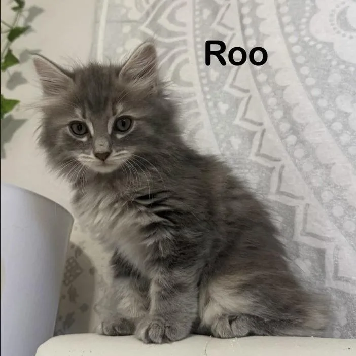 Roo thumbnail 2