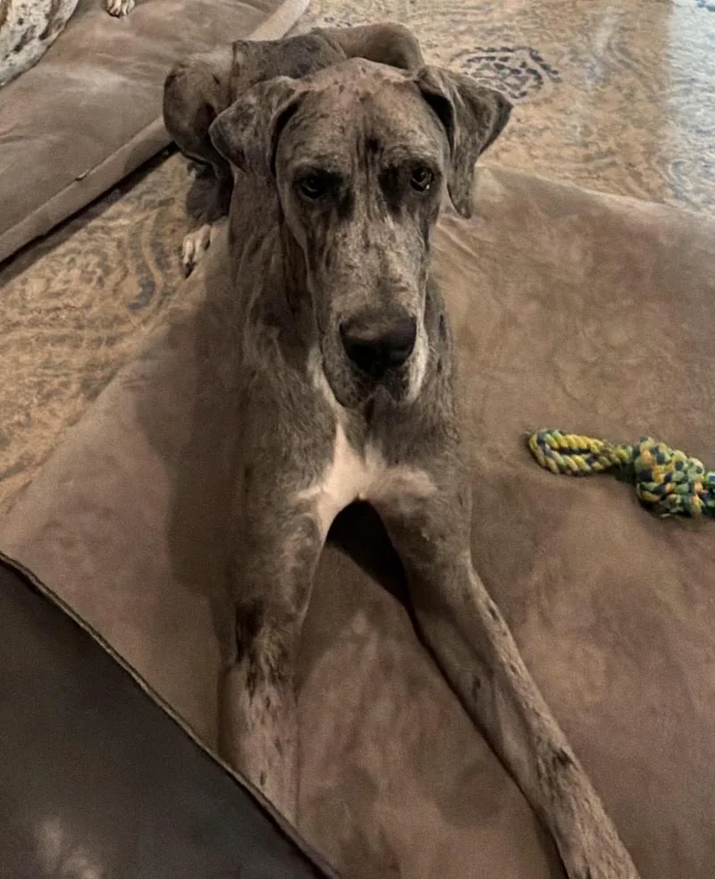 A young large-sized female Merle (Blue) Great Dane dog named Pepper for adoption in Houston, TX